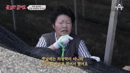 꼭꼭 숨어라~♪ 60년 동안 인삼 농사를 지은 '인삼 요정' 춘금 씨와의 첫 만남✿