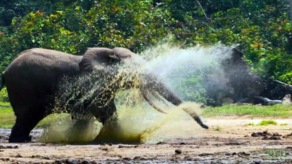 Grandes Animais (Tom Hiddleston) | Teaser 4K Dublado | Documentário Apple TV+