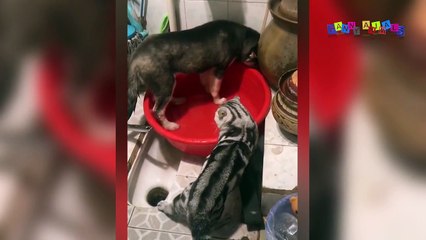 Просто приколы с котанами. Кошка воспитывает собаку.
