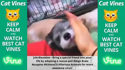 Funniest Cat Vines #19 - Updated August 8th, 2015