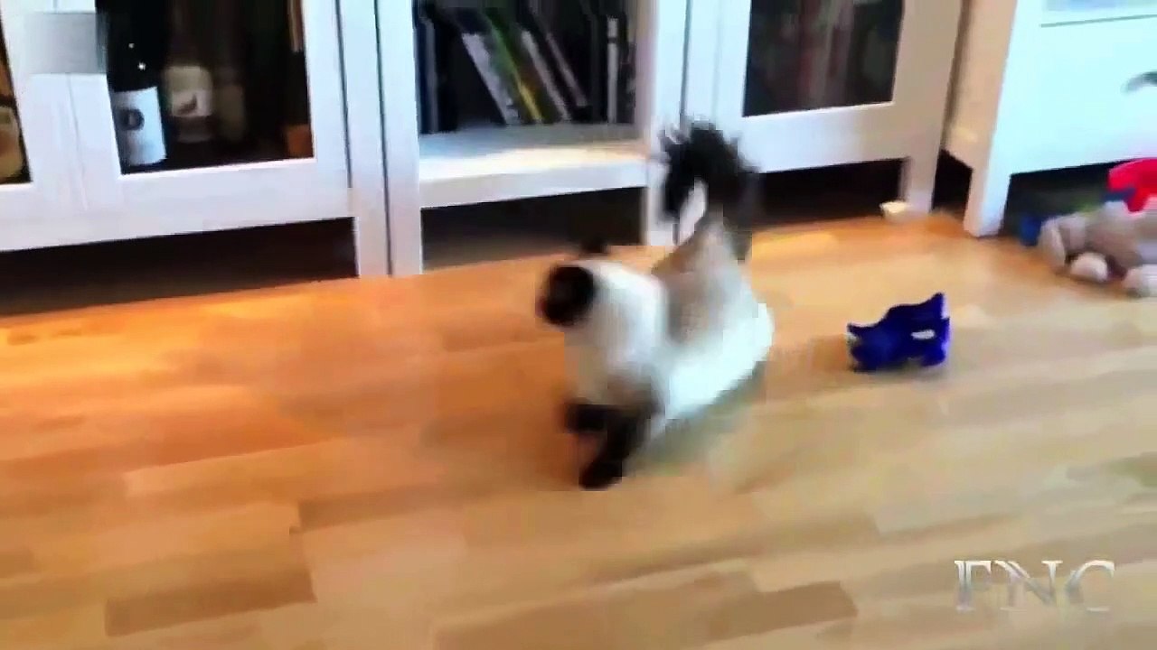 Funny Animals Fails 2015