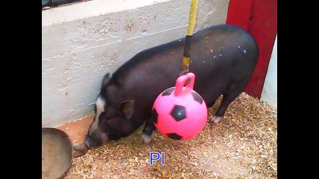 Animal Sounds Real Animals - Names, Sounds, and Babies' Names