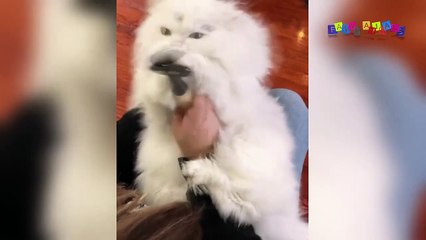 Приколы с котанами. Неисправный кот.