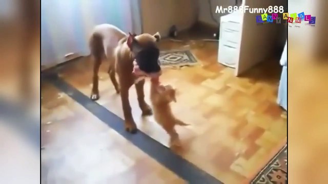 Смешное видео про собак и кошек.