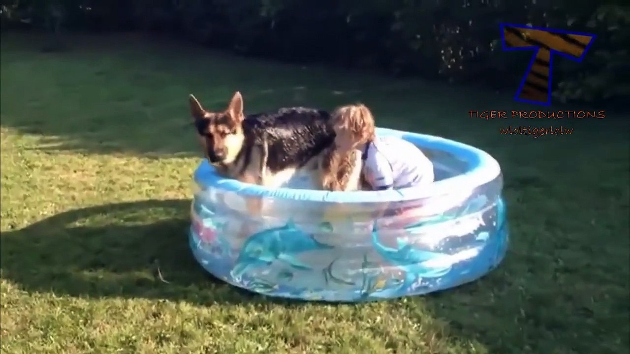 Funny babies and animals bathing together   Cute baby & animal compilation