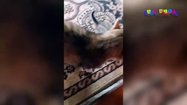 Прикольные котята. Семейная идиллия.