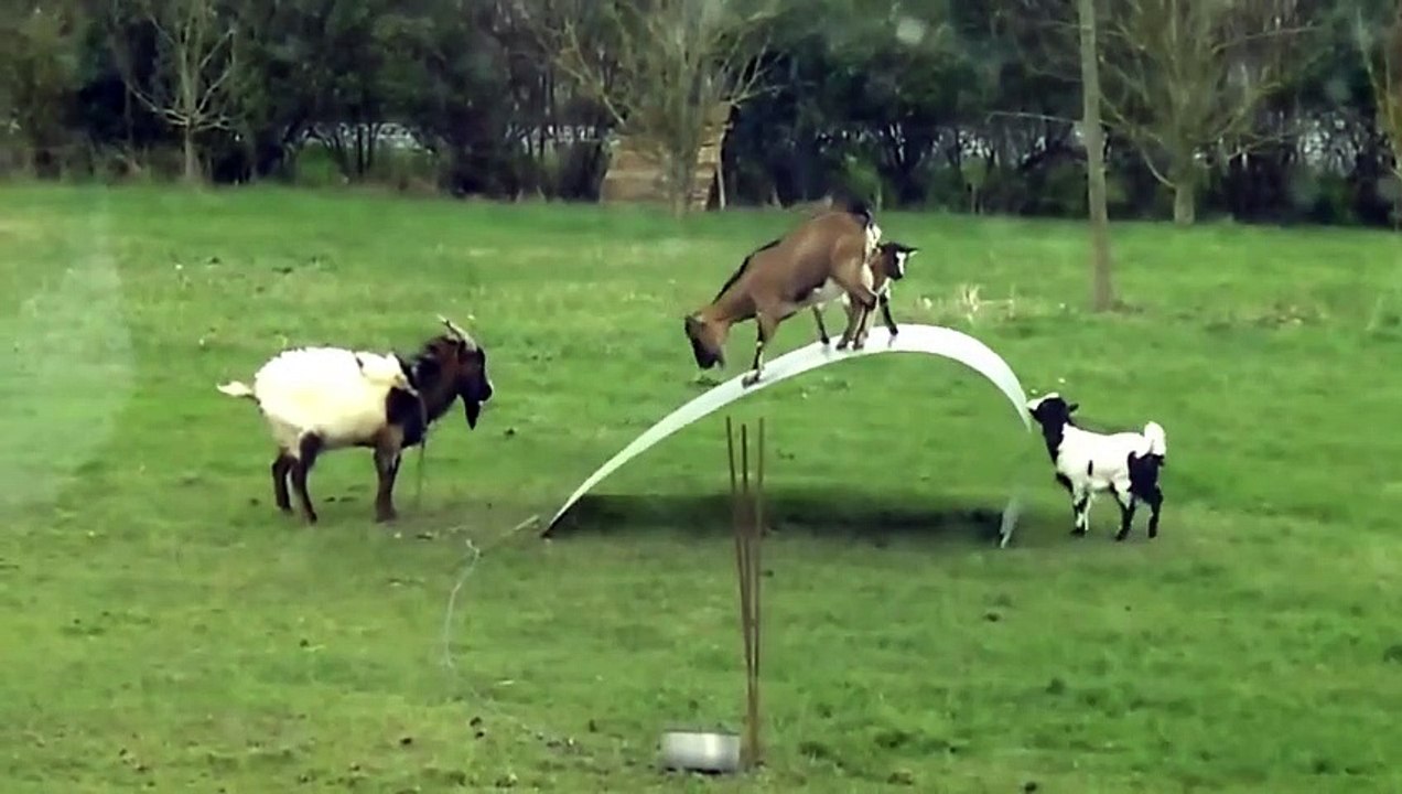 Funny animal 2015- Goats entertainment, Play funny