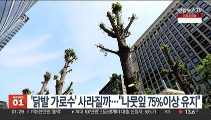 '닭발 가로수' 사라질까…"나뭇잎 75% 이상 유지"