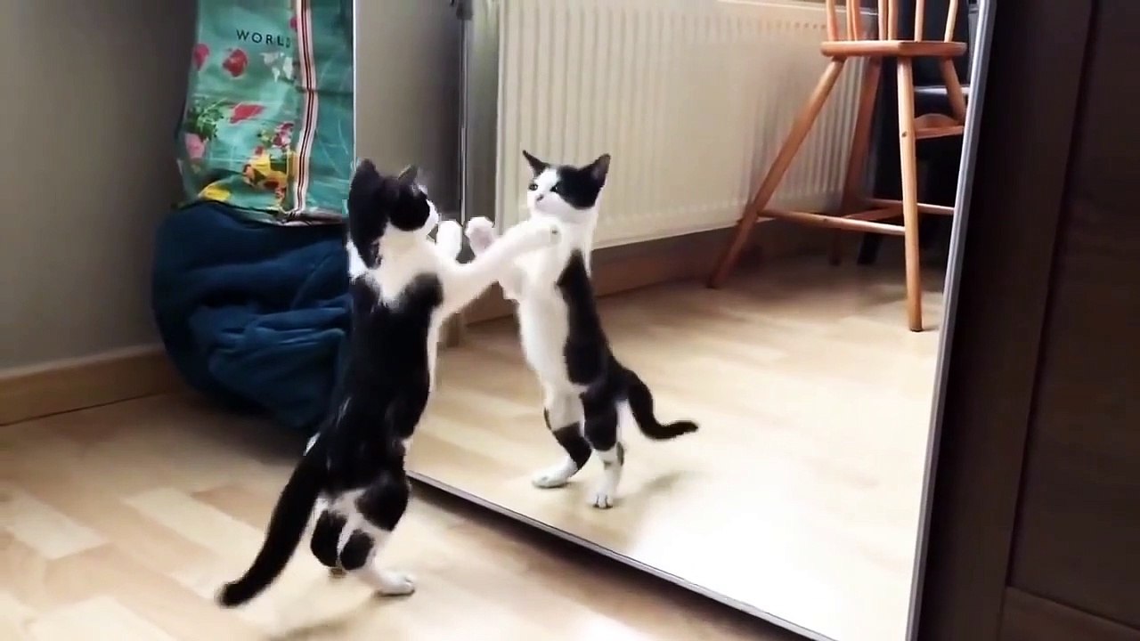 Funny-Cat-And-mirror-Video-30-Seconds-Status-Video-What-s-App-Videos-Funny-video-(LyricsLive24.com)
