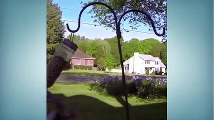 Best Funny Animal Compilation 2015 [Must See] Funny Animals Videos [Vine]