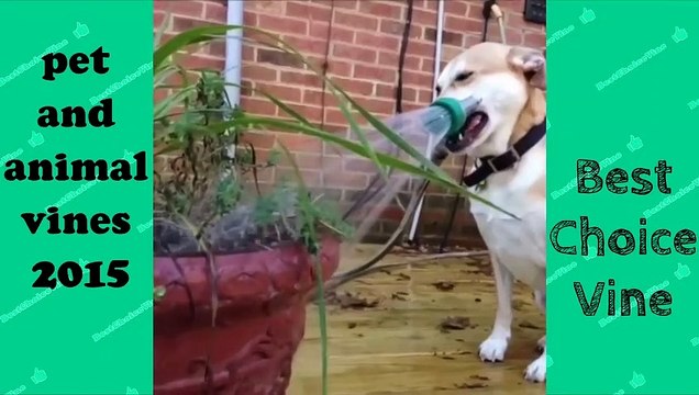 Pet and Animal Vine Compilation - FUNNY ANIMALS VINES BestChoiceVine