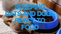 Sleeping cats and dog react to food   Funny and cute animal compilation   funny cats sleeping