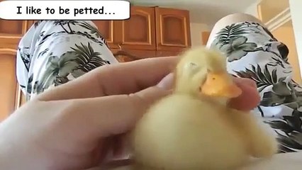 Funny Videos Funny Animal From A Duck's Life Funny Ducks Compilation
