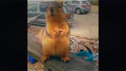 TOP 100 VINE ANIMAL 2014 l FUNNY ANIMALS l CATS l DOGS l ТОП 100 С ЖИВОТНЫМИ