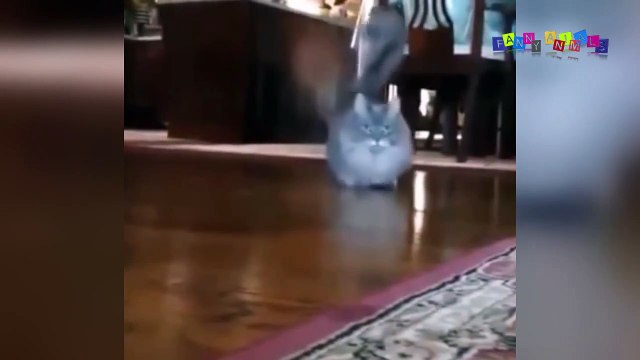 Смешное видео про собак и кошек.#4