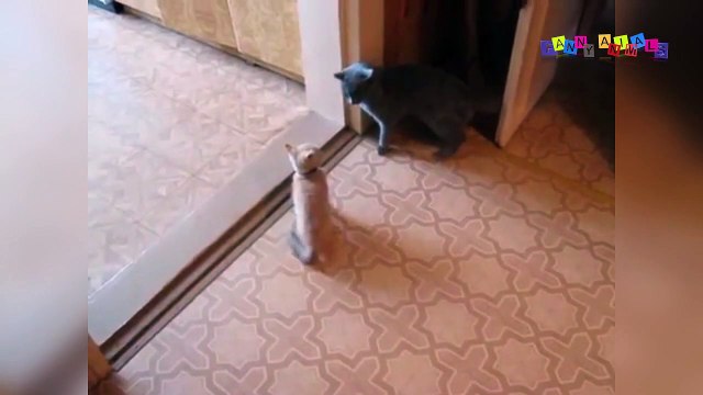 Смешное видео про собак и кошек. Мама-кошка пришла, порядок навела.