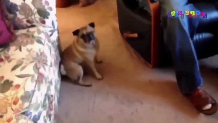 Приколы про собак. Бэтмэн.