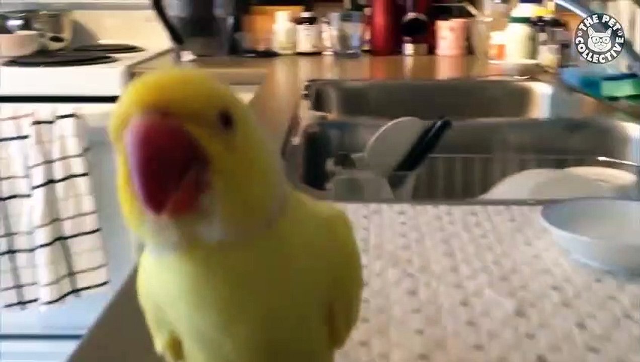 Pet Pranks   Funny Pet Compilation