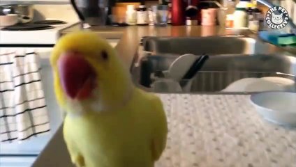 Pet Pranks   Funny Pet Compilation