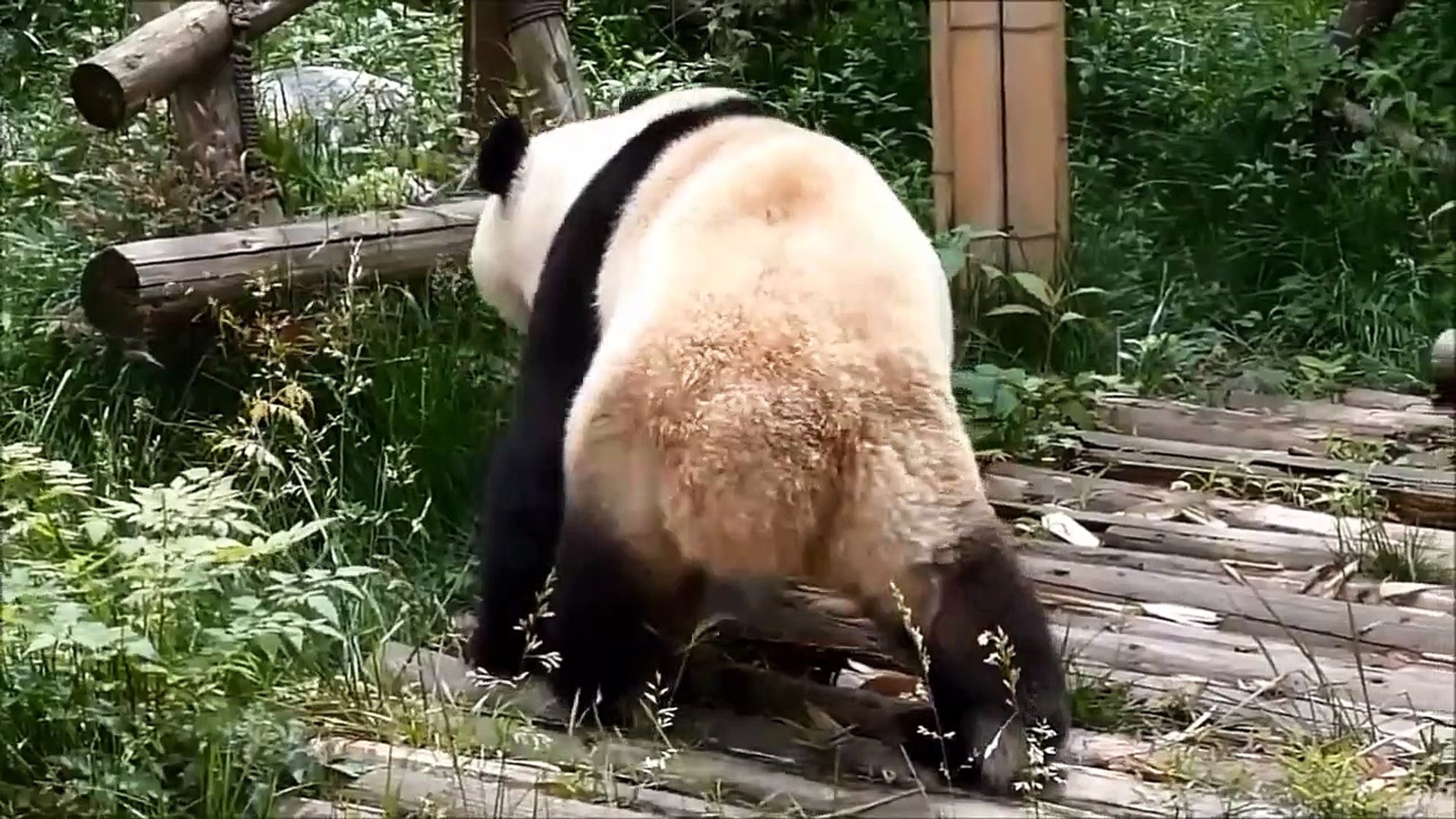 Funny Animals   Funny Animal Videos   Cute Animals   Funny Dogs (7)