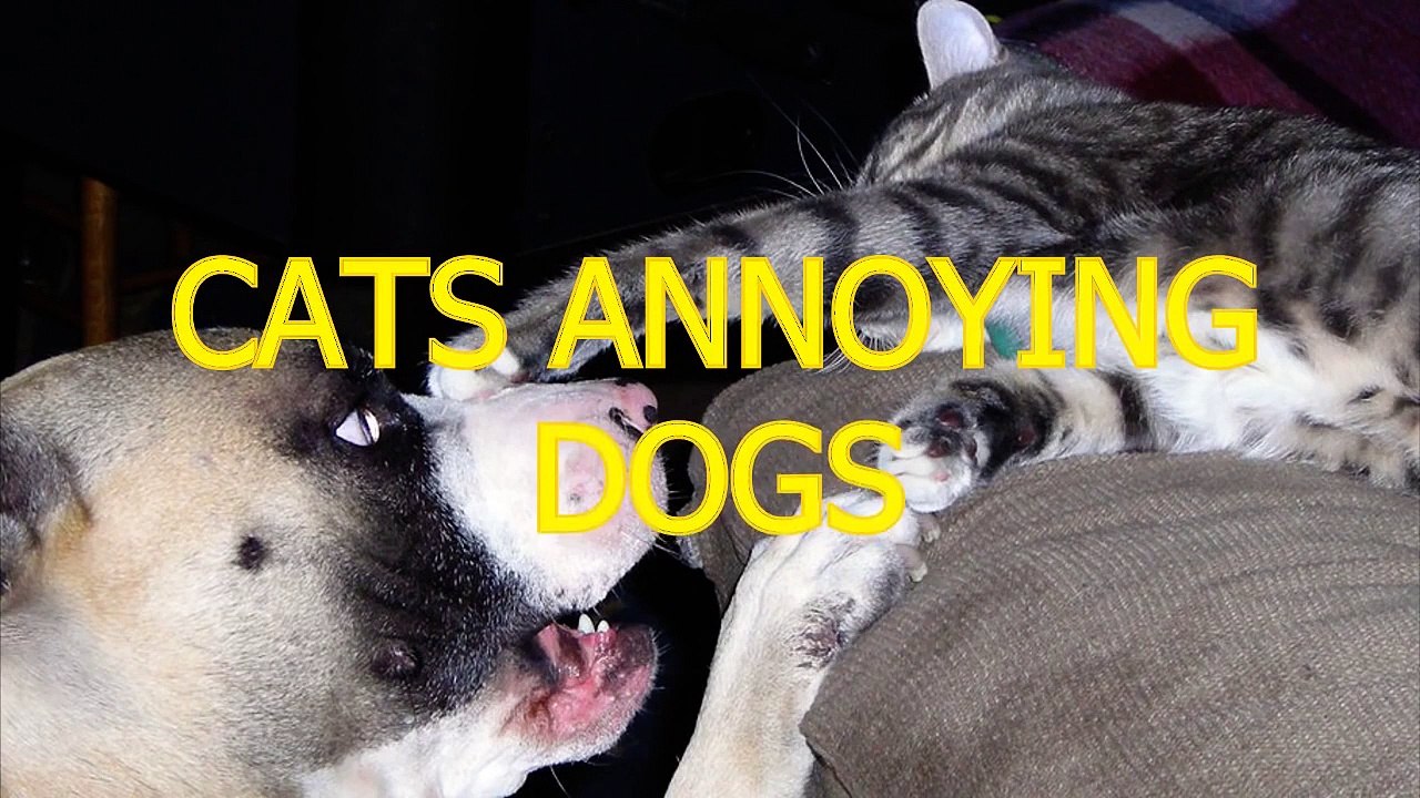 Funny cats annoying dogs Cute animal compilation (2) Vidéo Dailymotion