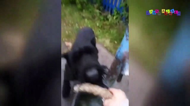 Приколы про собак. Приколы с собаками. #1