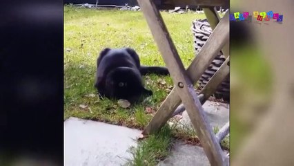 Просто приколы с котанами. Нарезка #6.