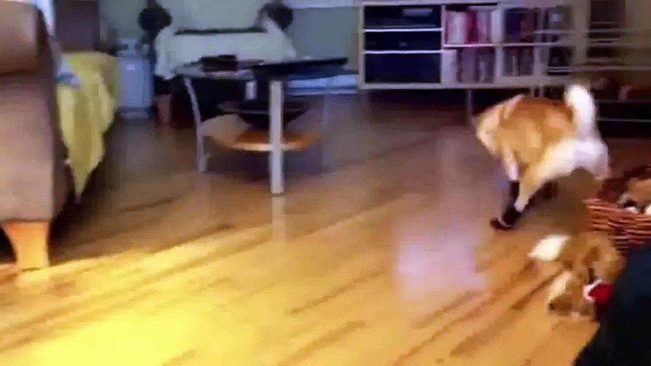 Funny dogs wearing shoes compilation Vidéo Dailymotion