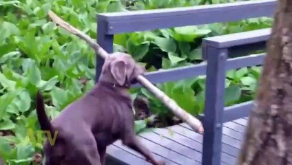 Funny Animal Videos   funny video clips   funniest videos   humor videos