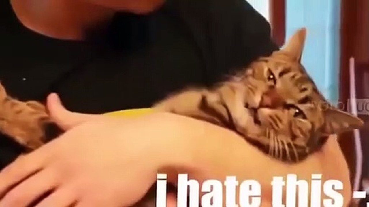 Funny Videos Of Funny Animals Compilation 2015 NEW Funny Animal Vedios 2015