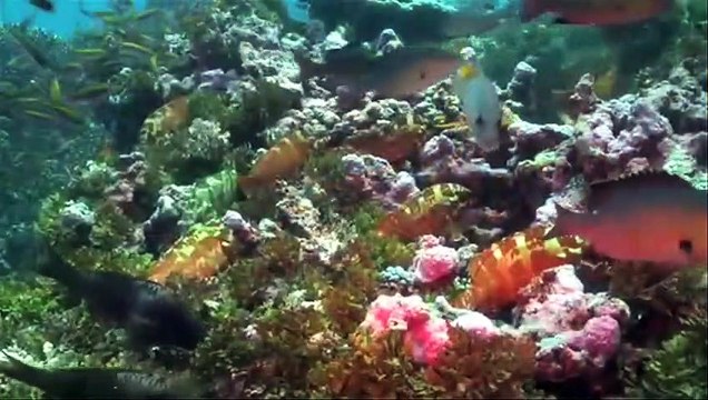 Journey to Shark Eden Bande-annonce (EN)