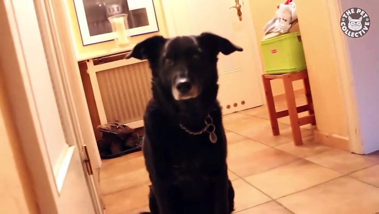 Pets Paying Attention   Funny Pet Compilation (4)