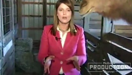 Animals vs  reporters – Funny people & animal compilation