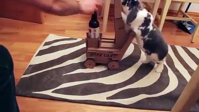 Funny Animal Compilation [Must See] Best Videos Cats Dogs Rabbits 2015 HD