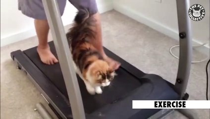 Pets Just Like Us   Funny Pet Compilation