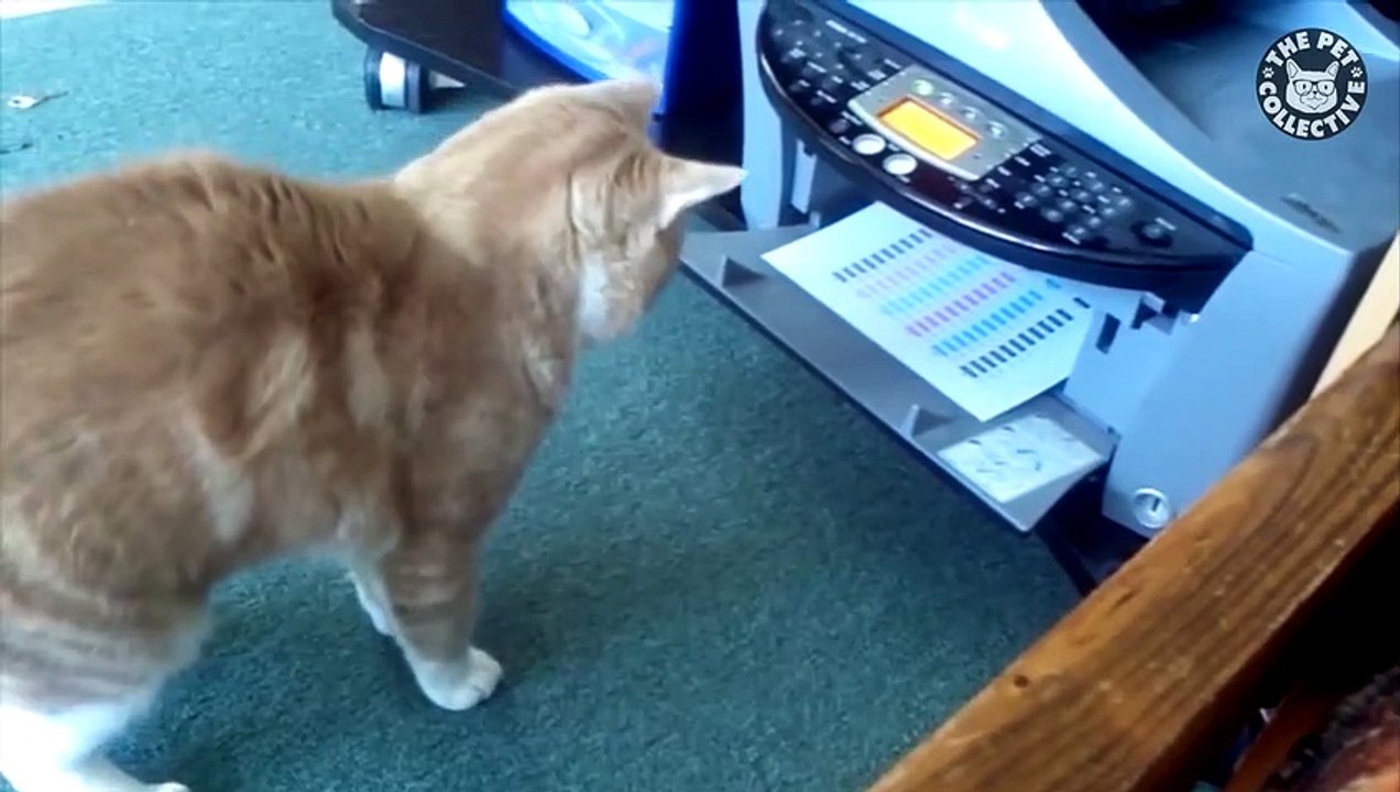 Tech-Challenged Pets   Pets vs Technology Funny Pet Compilation