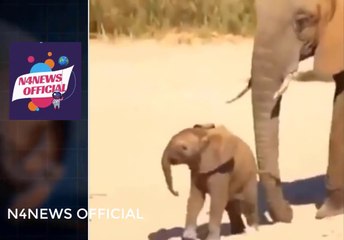 Adorable Moment" Mama Elephant uses Her Trunk to Nudge Baby to Walk
