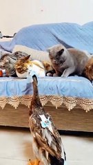 videos 2023,best funny videos 2023,fun  #DILSHAD #shorts #short #youtubeshorts