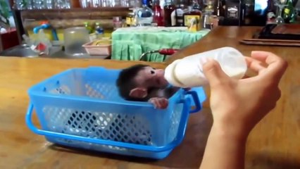 The Cute Baby Monkey   funny animal videos for children to watch