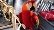 Funny videos   Funny Animal   Funny Parrots Dancing Compilation the best Cute Owls   Video
