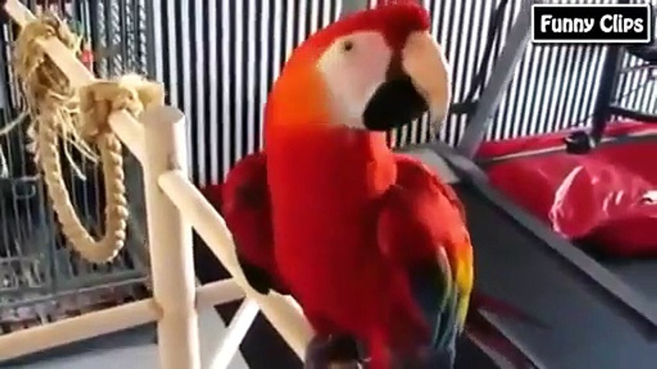 Funny videos   Funny Animal   Funny Parrots Dancing Compilation the best Cute Owls   Video