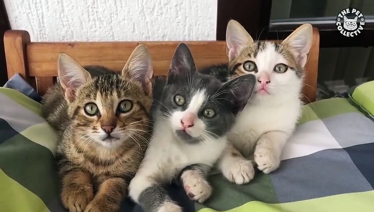 Pets Paying Attention   Funny Pet Compilation (3)