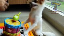 Funny animals playing instruments - Cute and funny animal compilation