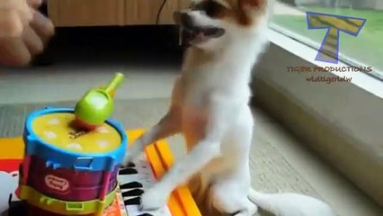 Funny animals playing instruments - Cute and funny animal compilation