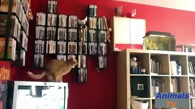 Funny Animal Videos ★ Crazy Cats Jump Fails Videos 2015 ★ Animals TV