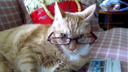 Cats and dogs wearing glasses   Funny and cute animal compilation
