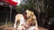 Top 10 Wonderful Friendship Between Humans And Wild Animals