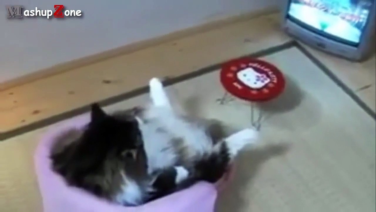 Top 10 Funny Cats Sitting Like Humans Compilation -- NEW HD 2016