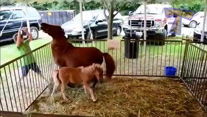 Funny ZOO fails and moments - Funny animal compilation