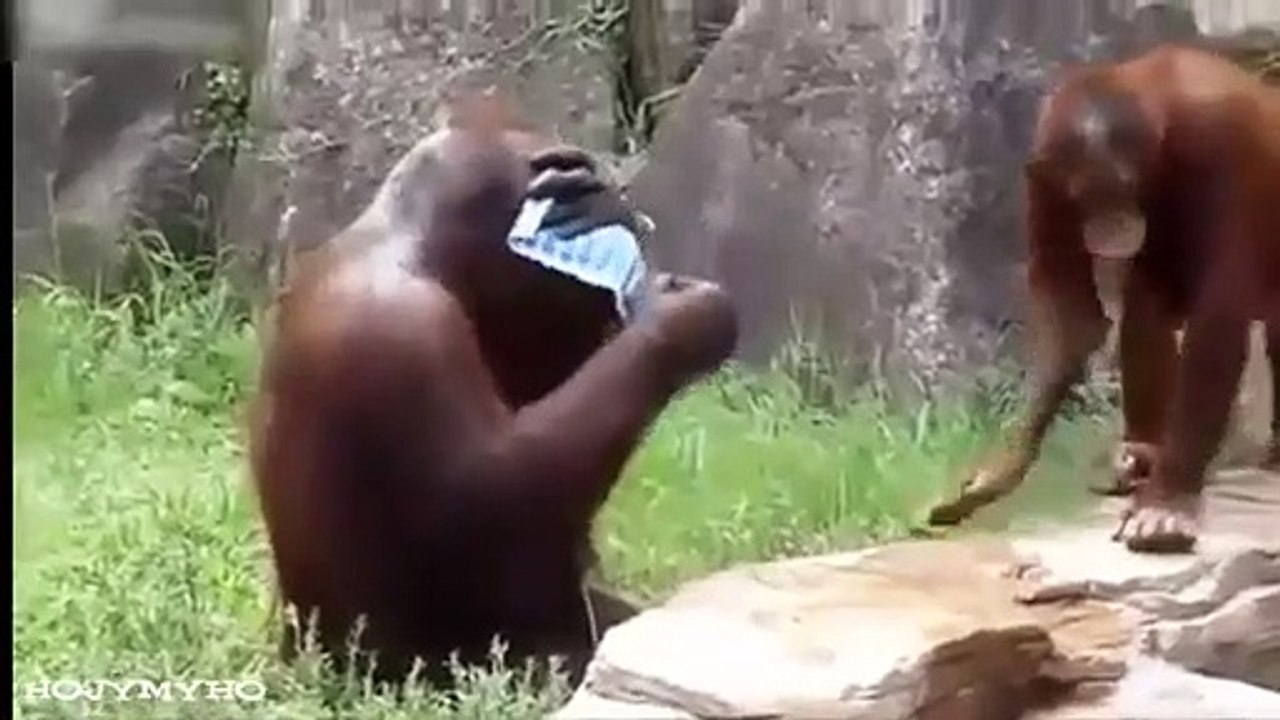 Funny Pranks Funny Videos Funny Fails Funny Clips Best Pranks 2015 Funny Cat funny animal (3)